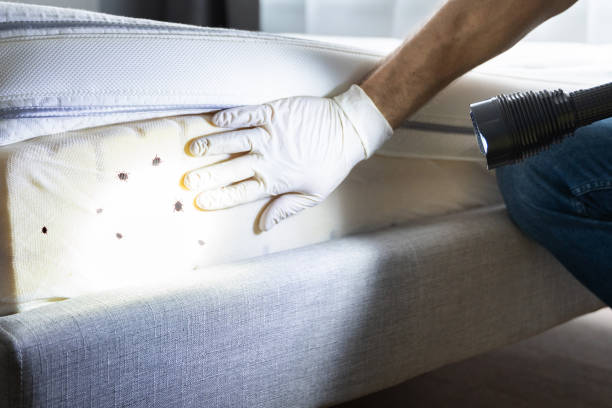 Best Affordable Pest Control Services  in Wynne, AR